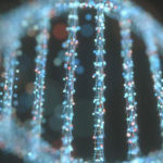 Group logo of Gene Drive Forum